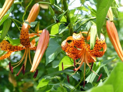 13 Jul Tiger Lily