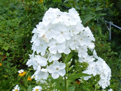 23 Jul Phlox