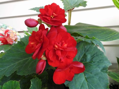 12 Aug Begonia