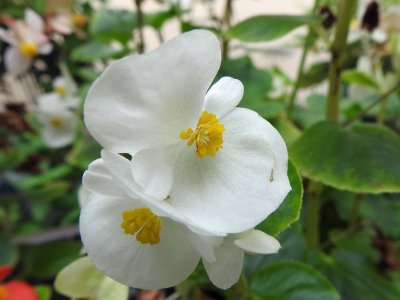 28 Aug White Begonia