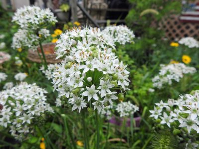 06 Sep Allium