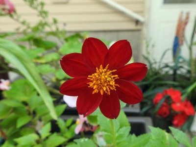 08 Sep Dahlia