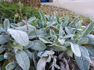 21 Oct Frost on the lambs ear