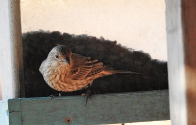 06 Dec Bird at the feeder