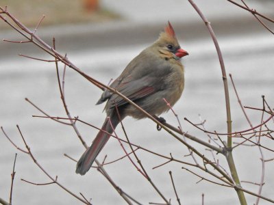 23 Dec Lady Cardinal
