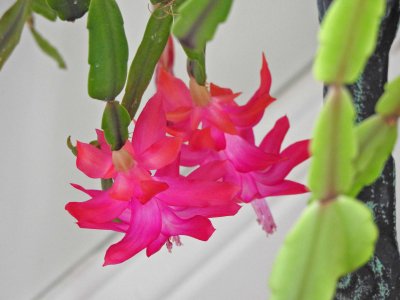 09 Jan Christmas cactus