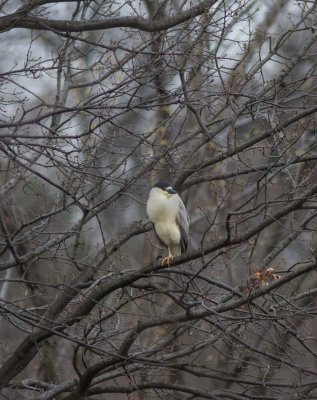 spring and fall in Central Park  2015