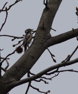 20150407-downy woodpecker-1296.jpg