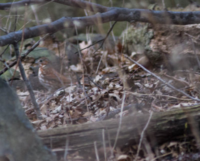 20150407-fox sparrow-1301.jpg