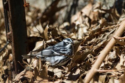 black and white warbler-3174-25.jpg