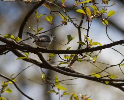 blue-gray gnatcatcher-3525-11.jpg