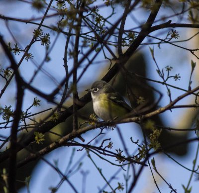 blue-headed vireo-2937-8.jpg