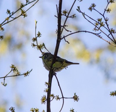 blue-headed vireo-2942-9.jpg