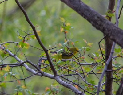blue-wiinged warbler-4599-13.jpg