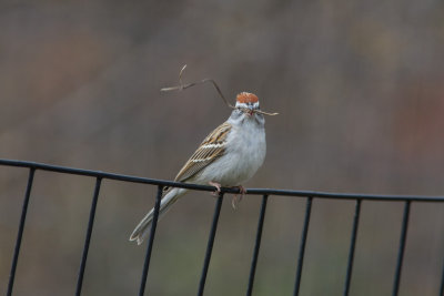 chipping sparrow-1.jpg