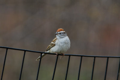 chipping sparrow-2.jpg