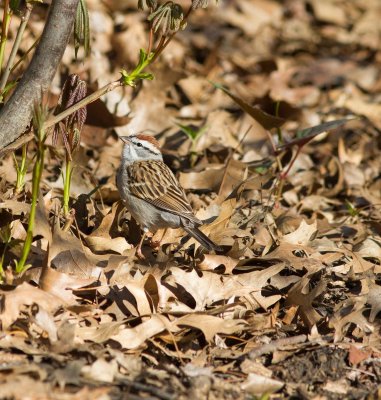 chipping sparrow-2903-6.jpg