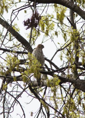 coopers hawk-4238-8.jpg