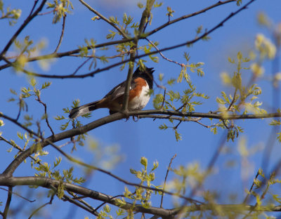 e towheeAMNH-3654-4.jpg