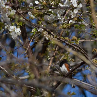 eastern towhee-2962-10.jpg