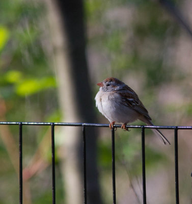 field sparrowAMNH-3638-3.jpg