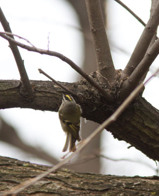 golden crowned kinglet-1.jpg