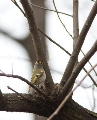 golden crowned kinglet-2.jpg