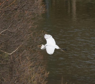 great egret w fish-2520-1.jpg