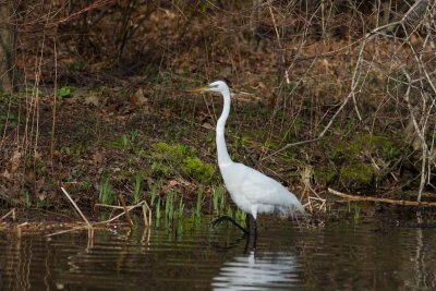 great egret-2887-4.jpg