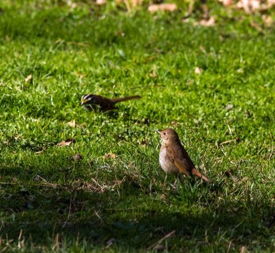 hermit thrush + wtsparrow-2975-12.jpg