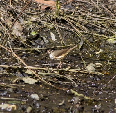 louisiana waterthrush-2674-11.jpg