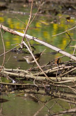 louisiana waterthrush-2705-14.jpg
