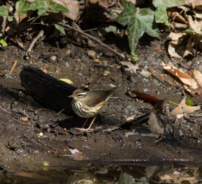 louisiana waterthrush-3446-8.jpg