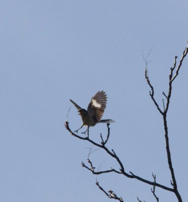 n mockingbird-3278-5.jpg