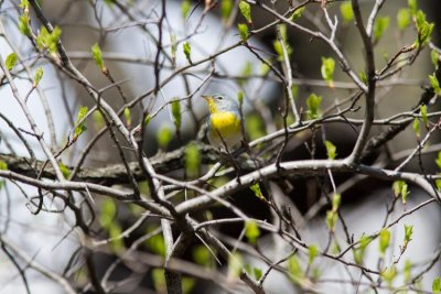 northern parula-2843-21.jpg
