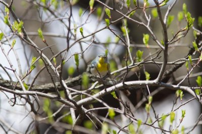 northern parula-2845-22.jpg