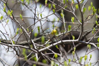 northern parula-2848-23.jpg