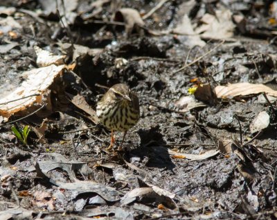 northern waterthrush-3488-9.jpg