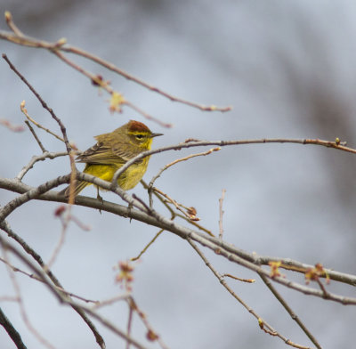 palm warbler-1.jpg