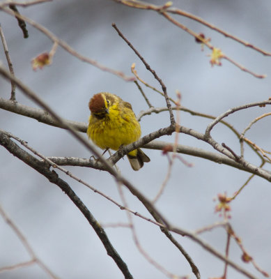 palm warbler-2.jpg