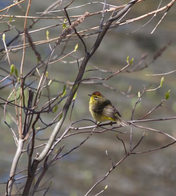 palm warbler-3139-19.jpg