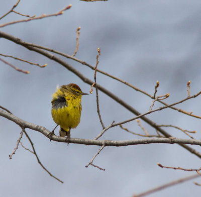 palm warbler-4.jpg