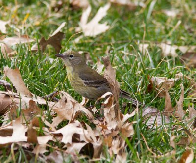 pine warbler-1.jpg