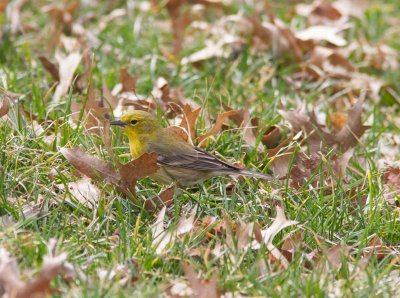 pine warbler-2.jpg