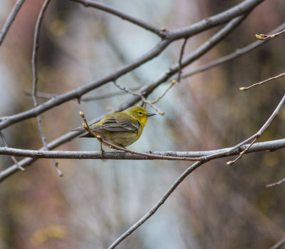 pine warbler-4.jpg
