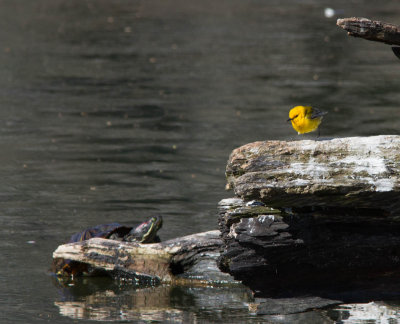 prothonotary& red slider AMNH-3731-9.jpg