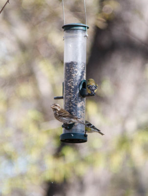 purple finch F AMNH-3691-8.jpg