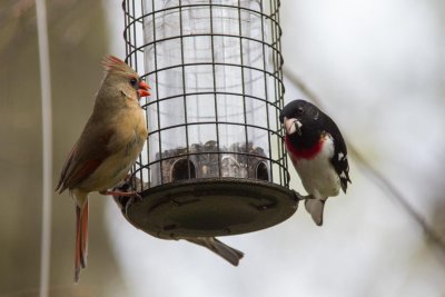 rb grosbeak & cardinal-4319-9.jpg