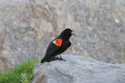 red-winged blackbird-3238-1.jpg