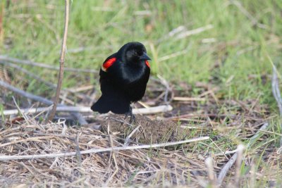 redwinged blackbird-4049-5.jpg